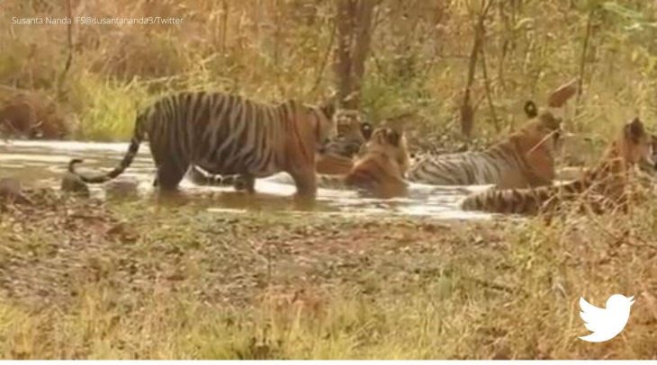 IFS officer shares clip of tigers relaxing in a pond during onset of monsoons. 
