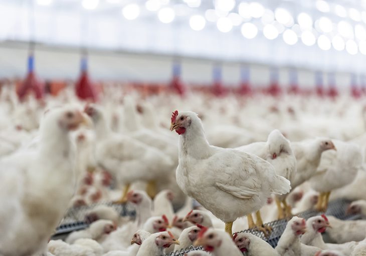 Bird flu outbreak in US could turn into new pandemic: Report